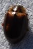Aphidecta obliterata